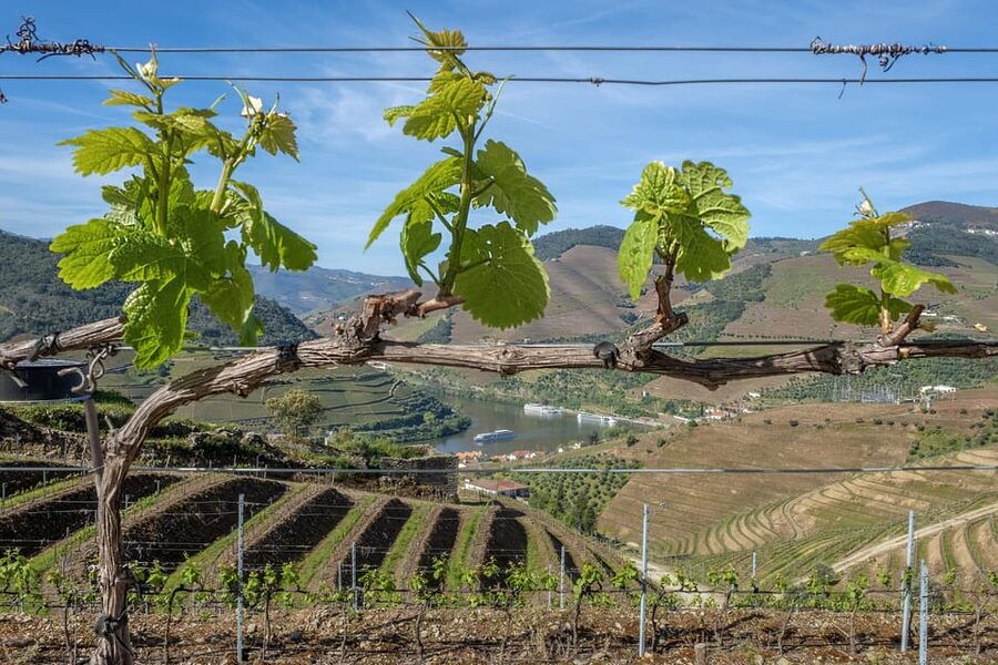 Porto: Douro Valley Wine Tour with a Sommelier & Boat Trip - What the sommelier guide adds