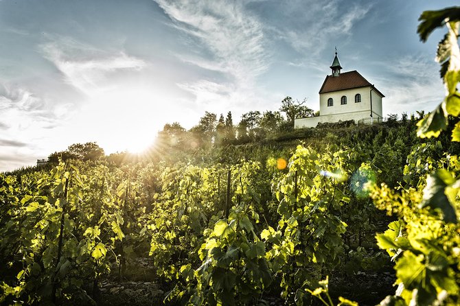 Prague´s Hidden Vineyards Private Tour - A cellar visit you cannot arrange as a normal stop