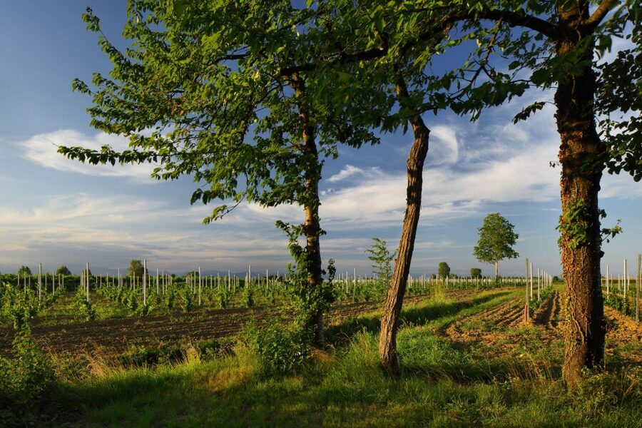 Pramaggiore: Ornella Bellia Winery Guided Tour & Tasting - What the Excellent Feedback Tells You