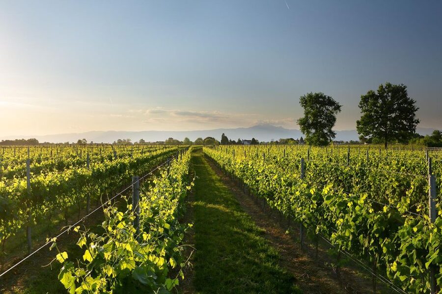 Pramaggiore: Ornella Bellia Winery Guided Tour & Tasting - Getting There From Venice, Portogruaro, or the Coast