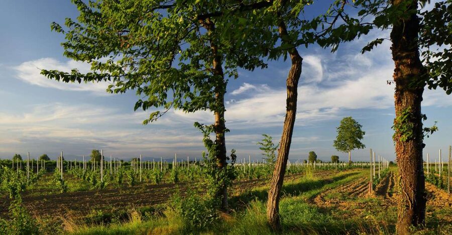 Pramaggiore: Ornella Bellia Winery Guided Tour & Tasting - Who Should Book This Winery Visit?