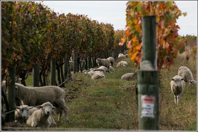 Premium 4 -Best Wineries Napier Hawke's Bay Tour, 5.5h - 6Hours - Church Road and the larger-producer contrast