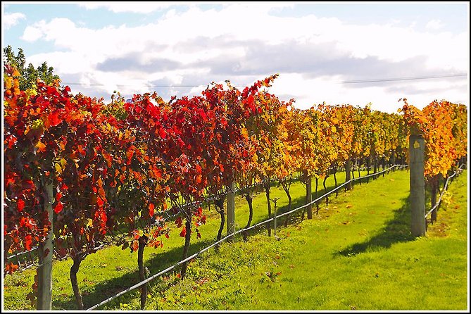 Premium 4 -Best Wineries Napier Hawke's Bay Tour, 5.5h - 6Hours - Natural wines and the choice between a vineyard walk or food