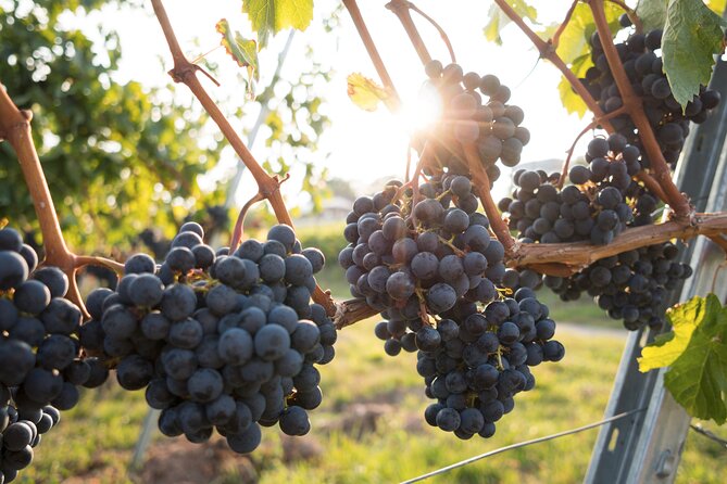 Premium Hunter Valley Wine Tour with Lunch from Sydney - Wine and cheese pairing turns lunch into another tasting