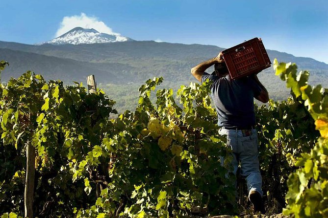 Private 6-Hour Tour of Three Etna Wineries with food&wine tasting - The first winery: Etna DOC and a view of the volcano