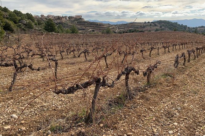 Private Priorat Tour with Wine Tastings & Lunch from Barcelona - Walking, Clothing, and Who Should Book