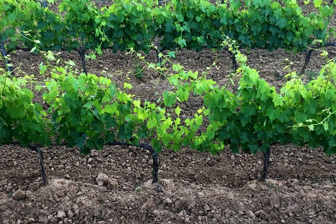 Private Tour: Montalcino Wine Tasting Experience - Who will get the most from this experience