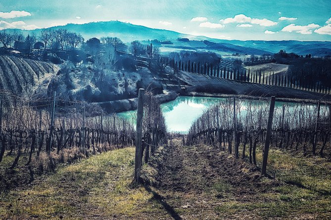 Private Tour: Montalcino Wine Tasting Experience - What the excellent feedback tells you