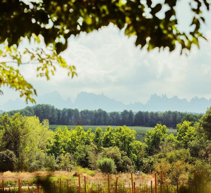Private Wine, Tapas & Cava Experience from Barcelona - Private transport from Barcelona
