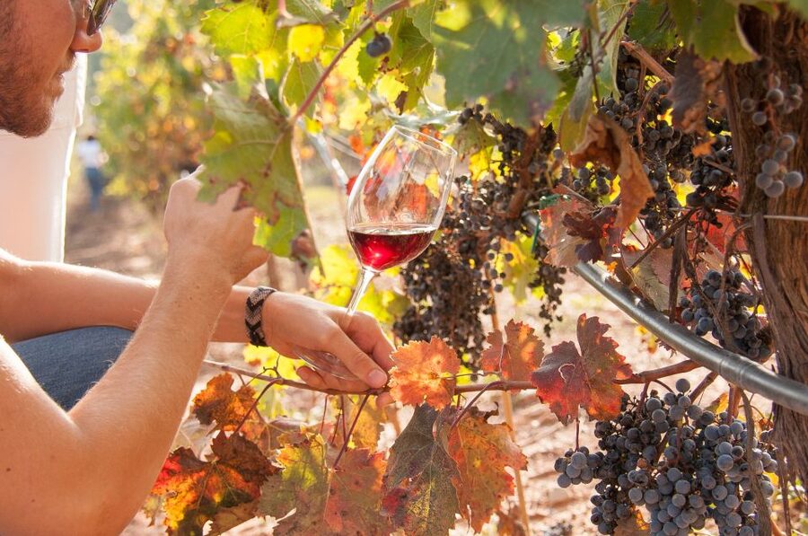 Private Wine, Tapas & Cava Experience from Barcelona - Who should book this experience?