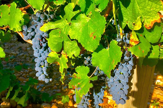 Provence Cru Wine Small-Group Half-Day Tour from Avignon - Timing, comfort, and the small-group tradeoff
