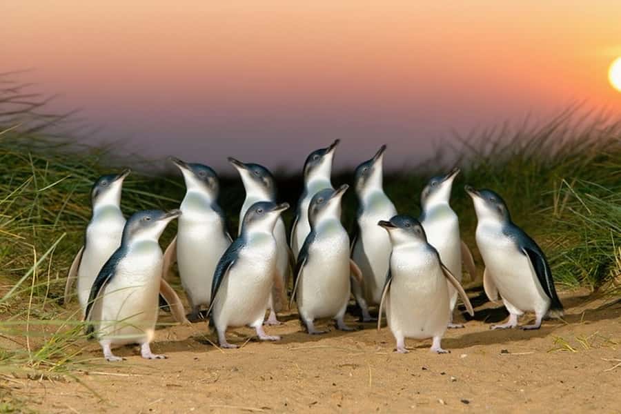 Puffing Billy Penguin Parade Winery Chocolaterie All-in-One - Maru Koala and Animal Park is an optional extra