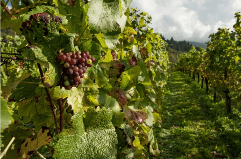 Quebec City: Island of Orleans Wine Tour - Second stop: Le Vignoble du Mitan