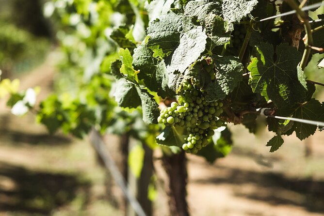 Queenstown: Afternoon Wine & Beer Tour with Platters - Who will enjoy this afternoon most
