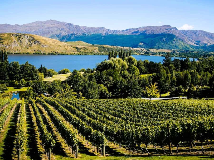 Queenstown, Arrowtown, Gibbston: Flexible Wine Hopper Tours - Kinross, Mt Rosa, and Brennan Wines