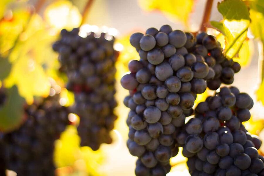 Queenstown: Wine & Food Tour, Scenic Tastings & Paired Lunch - Who will enjoy this Queenstown wine tour?
