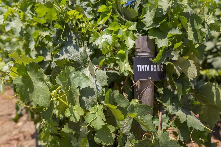 Régua: Wine tasting at a Quinta, traditional lunch, cruise, and train ride - Who will get the most from this day