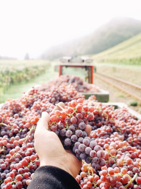 Reil, Mosel: Guided organic wine tasting and cellar tour - FAQ