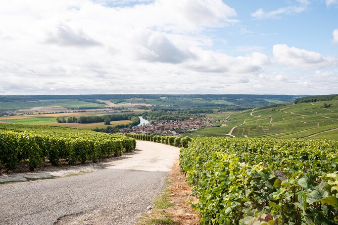 Reims afternoon tour Champagne and family growers - The second winery: compare another family operation