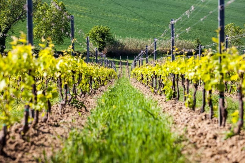 Rimini: San Valentino DOC Wine Tastings - The Food Makes the Tasting Better