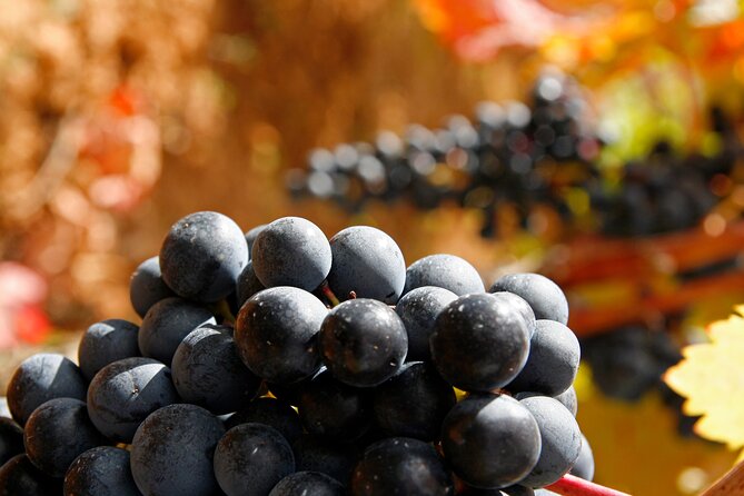 Rioja wine region with visit to winery & Vitoria-Gasteiz - Useful details before you go