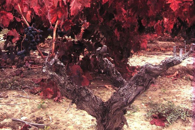 Rioja Wine Tour: 2 Wineries From Bilbao - Practical booking advice for a smoother day
