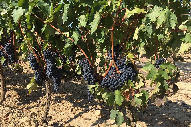 Rioja Wine Tour: 2 Wineries From Bilbao - The second winery brings a useful contrast