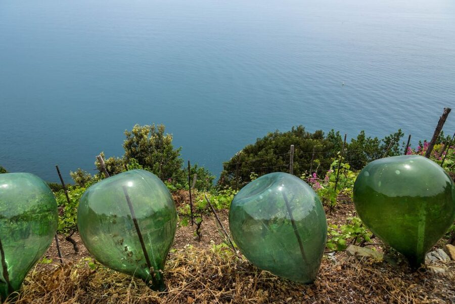 Riomaggiore: Vineyard & Wine Cellar Tour with Wine Tasting - Learning the old and new ways of making wine