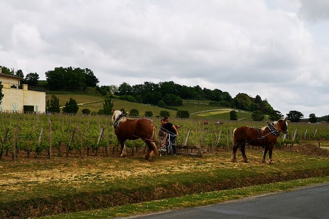 Saint Emilion Half-Day Trip with Wine Tasting & Winery Visit from Bordeaux - What this half-day trip actually gives you
