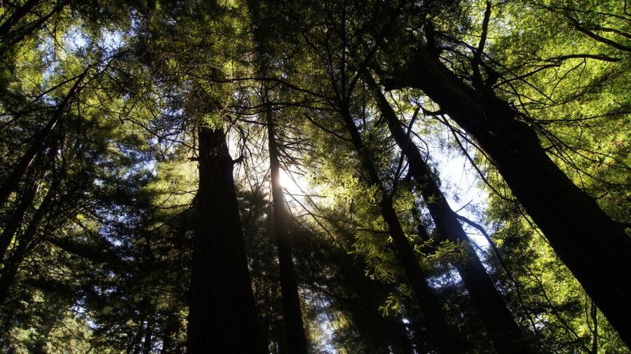 San Francisco: Guided Coastal Redwoods & Wine Country Tour - The second tasting: Russian River Vineyards or Horse and Plow