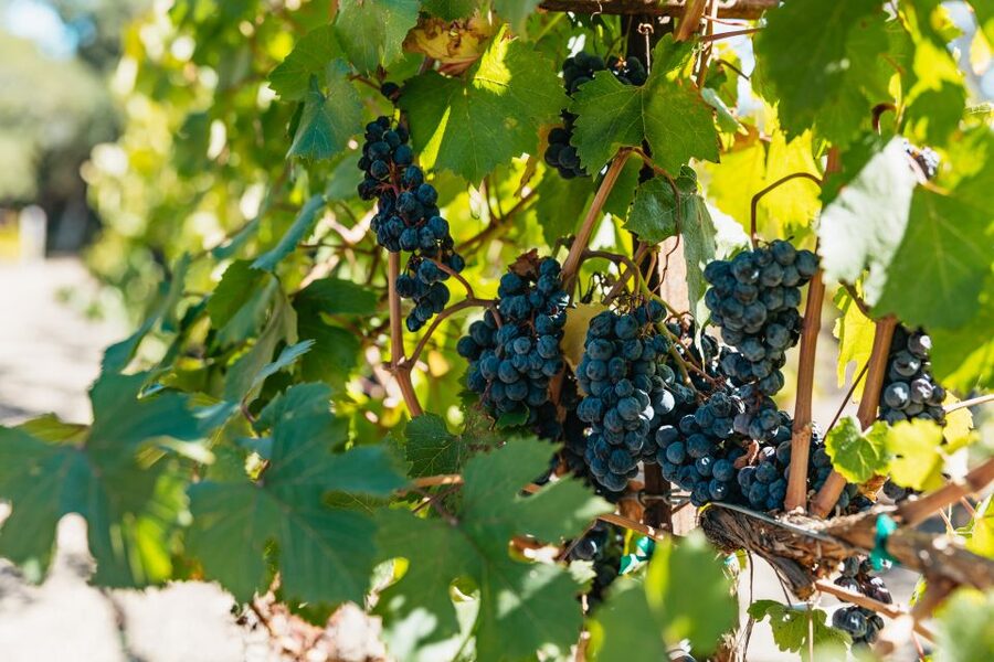 San Francisco: Half-Day Wine Country Excursion with Tastings - Key points to know before you book