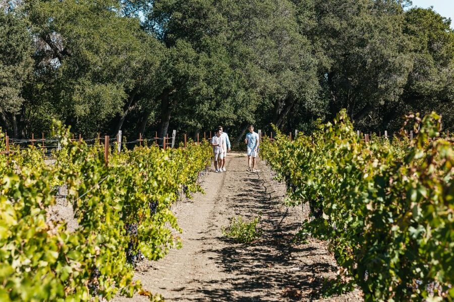 San Francisco: Half-Day Wine Country Excursion with Tastings - Who will enjoy this most