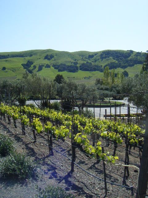 San Francisco: Half-Day Wine Country Tour with Wine Tastings - The bus ride, comfort, and bathroom planning