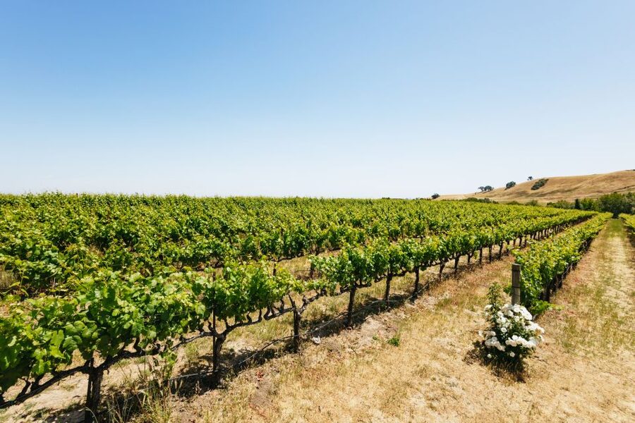 San Francisco: Muir Woods, Napa & Sonoma Valley Wine Tour - Who should book this day trip?