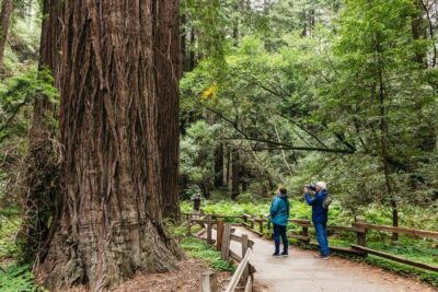 Muir Woods, Napa & Sonoma Valley Wine Tour