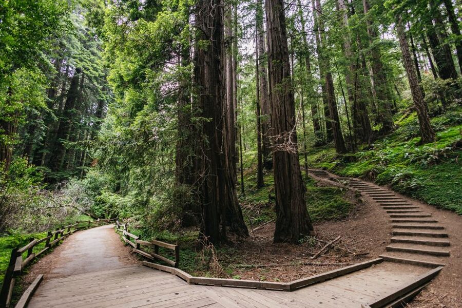 San Francisco: Muir Woods, Napa & Sonoma Valley Wine Tour - Three wineries with different personalities