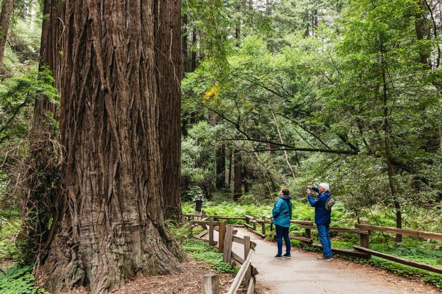 San Francisco: Muir Woods, Napa & Sonoma Valley Wine Tour - Muir Woods before the crowds