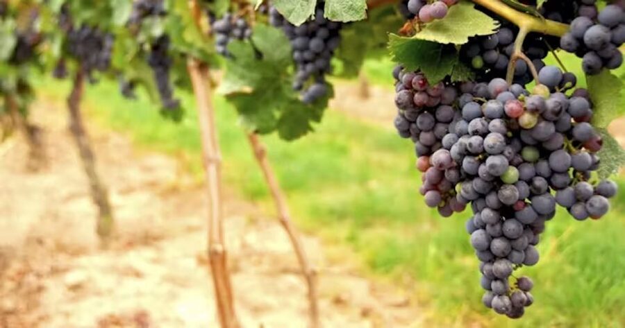 San Francisco: Napa Valley Half-Day Wine Tour with Tastings - Guides, comfort, and practical details