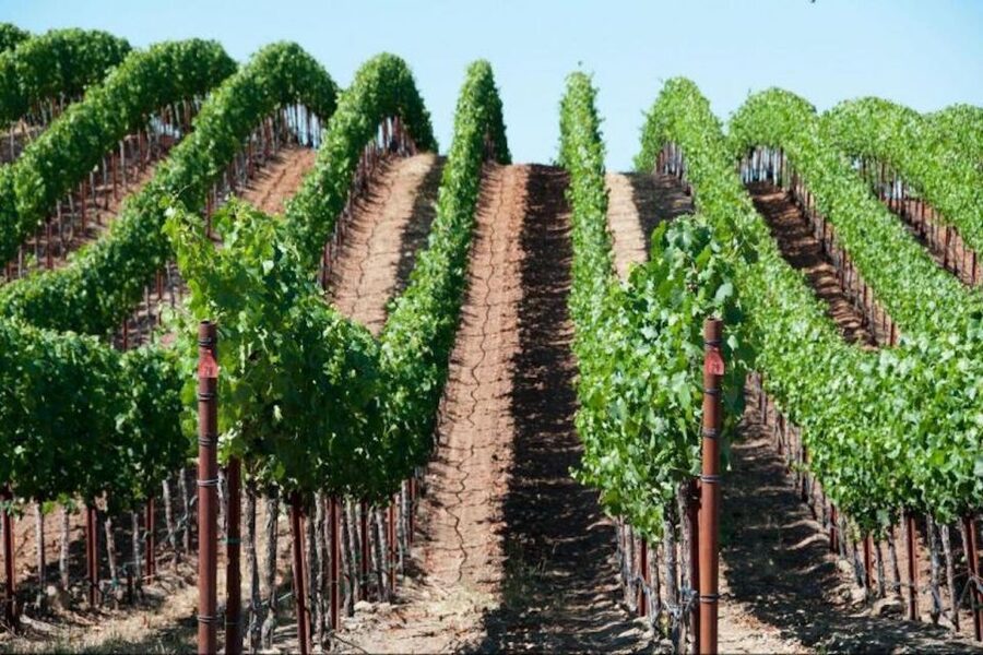 San Francisco: Napa Valley Half-Day Wine Tour with Tastings - The long ride into Napa Valley