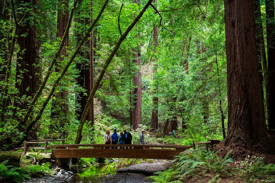 San Francisco: Redwood & Wine Country Tour with Lunch & Wine - Key points at a glance