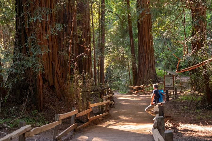 San Francisco: Redwood & Wine Country Tour with Lunch & Wine - Muir Woods before the crowds