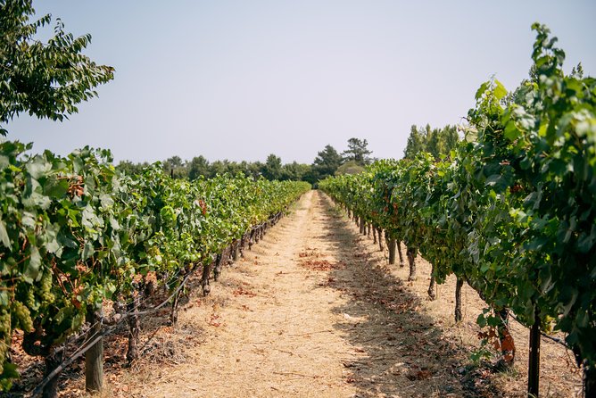 San Francisco Super Saver: Muir Woods & Wine Country w/ optional Gourmet Lunch - Ru Vango and the first wine tasting
