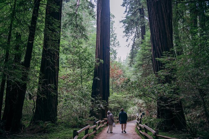 San Francisco Super Saver: Muir Woods & Wine Country w/ optional Gourmet Lunch - Mayo Family Winery and a more personal feel