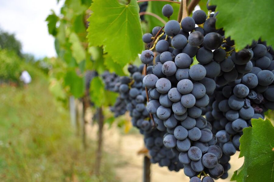 San Gimignano: Vineyard and Cellar Tour with Wine Tasting - Who will enjoy this San Gimignano tasting