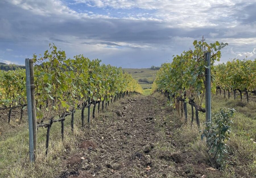 San Gimignano: Vineyard and Cellar Tour with Wine Tasting - What $53 buys you