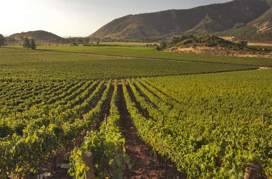 Santiago: Concha y Toro and Undurraga Vineyards Tour - Viña Undurraga begins the wine lesson