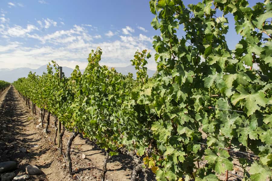 Santiago: Concha y Toro and Undurraga Vineyards Tour - What you taste at Concha y Toro