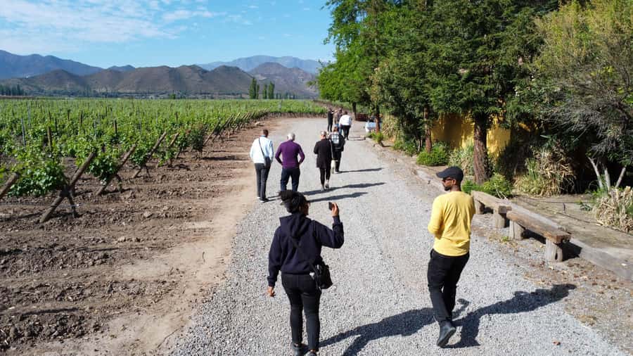 Santiago: Inca Lagoon Tour with Local Vineyard and Tasting - The return route and the llama stop