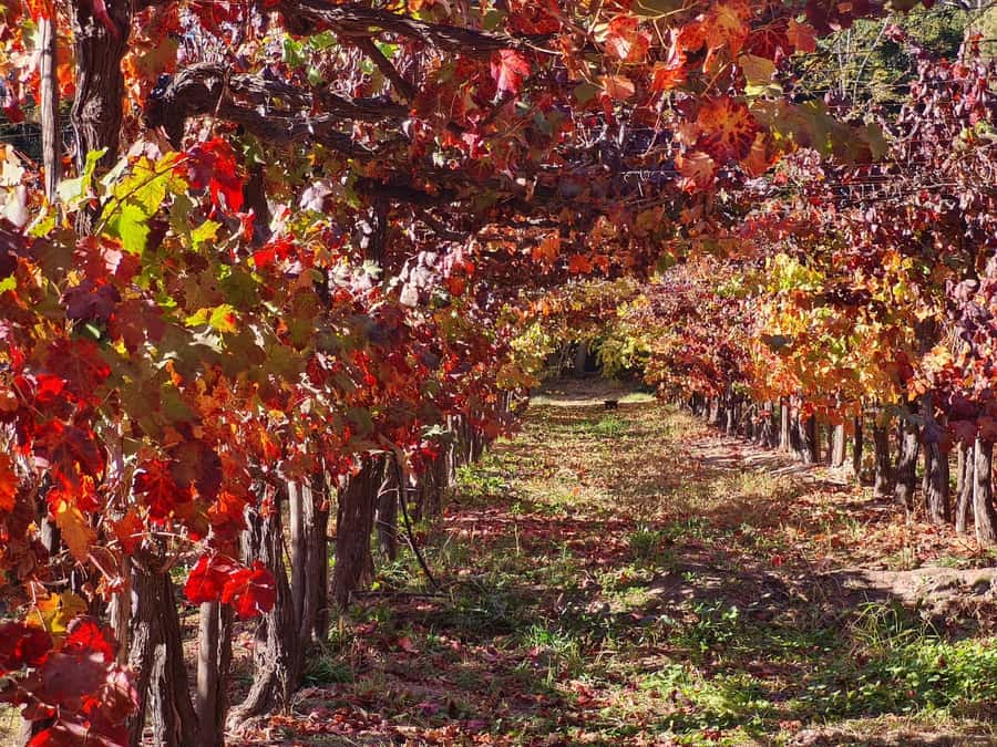 Santiago: Maipo Valley Wine Tasting Tour with 4 Vineyards - Who should book this wine tour?