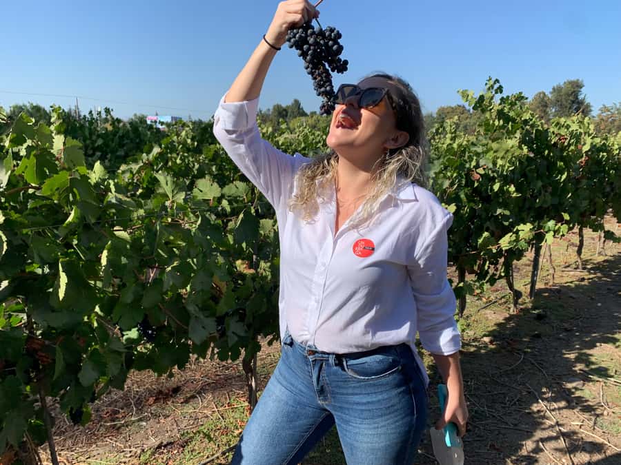 Santiago: Maipo Valley Wine Tasting Tour with 4 Vineyards - Why this Maipo Valley day works well from Santiago
